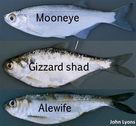 gizzard shad vs threadfin.